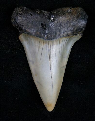 Large Fossil Mako (Isurus) Tooth #10505